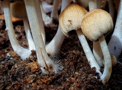 Coprinellus saccharinus