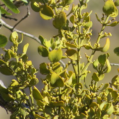 Phoradendron leucarpum tomentosum