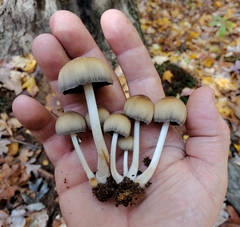 Coprinellus saccharinus