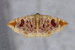 Eublemma ignefusa