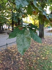 Aesculus × carnea