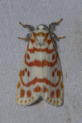 Nephelomilta effracta