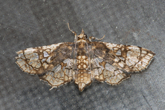 Omphisa anastomosalis