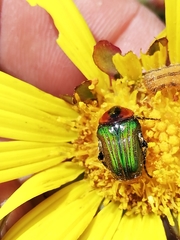 Leucocelis haemorrhoidalis