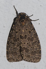 Olepa ricini