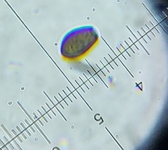 Coprinellus saccharinus