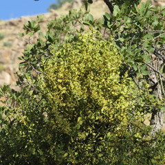 Phoradendron leucarpum tomentosum