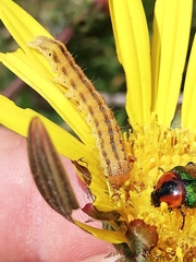 Leucocelis haemorrhoidalis