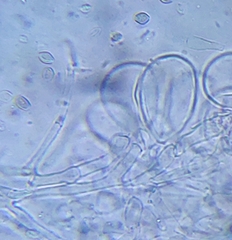 Coprinellus saccharinus