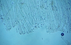 Coprinellus saccharinus