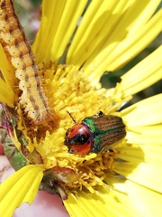 Leucocelis haemorrhoidalis