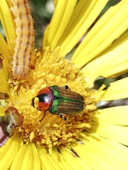 Leucocelis haemorrhoidalis