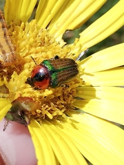 Leucocelis haemorrhoidalis