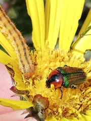 Leucocelis haemorrhoidalis