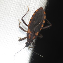 Homalocoris erythrogaster