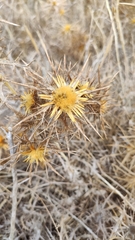 Carlina graeca