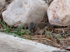 Junco hyemalis