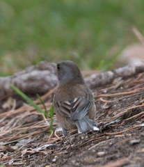 Junco hyemalis