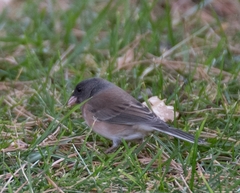 Junco hyemalis
