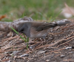 Junco hyemalis