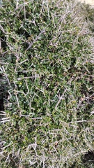 Rhamnus oleoides