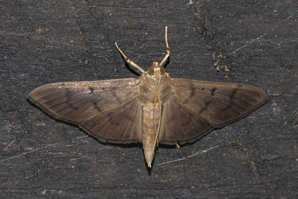 Patania harutai