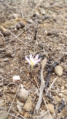 Colchicum cupanii