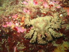 Phyllolithodes papillosus