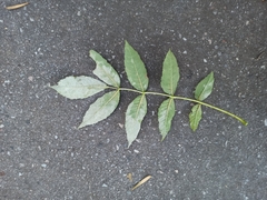 Fraxinus excelsior