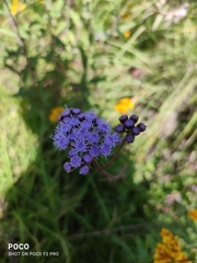 Ageratum corymbosum
