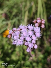 Ageratum corymbosum