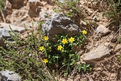 Lysimachia serpyllifolia