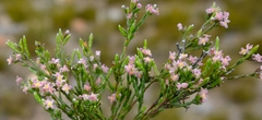 Lachnaea villosa