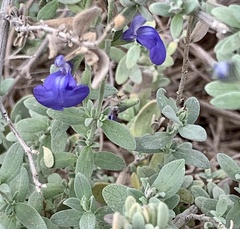 Salvia chamaedryoides