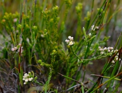Lachnaea villosa