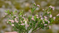 Lachnaea villosa