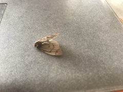 Nepytia phantasmaria