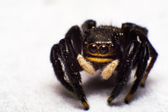Euophrys herbigrada