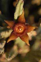 Stapelia kwebensis
