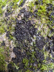 Scytinium dactylinum