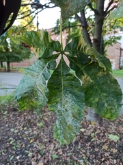 Aesculus × carnea