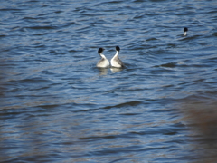 Podiceps occipitalis