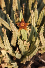 Stapelia kwebensis