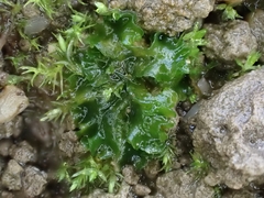 Phaeoceros carolinianus