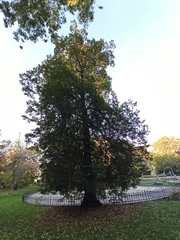 Tilia cordata