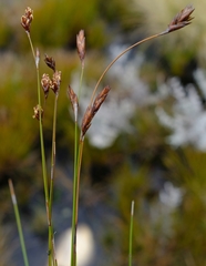 Restio pedicellatus