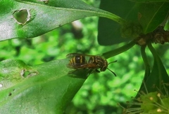 Brachygastra smithii