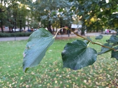 Tilia cordata