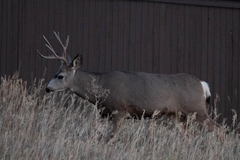 Odocoileus hemionus