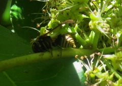 Brachygastra smithii